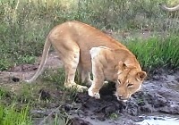 Royalty free pictures to use. Lion at waterhole