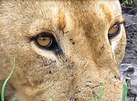 Royalty free pictures to use. Lion eyes