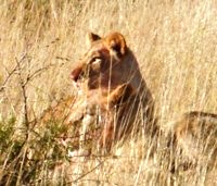 Royalty free pictures to use. Lion Cub