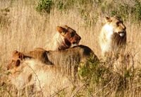 Royalty free pictures to use. Bloody lion