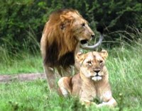 Royalty free pictures to use. Horny Lion