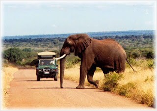 Elephant crossing the road
            during an African safari