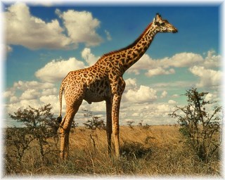 Majestic male giraffe in the
              African savanna