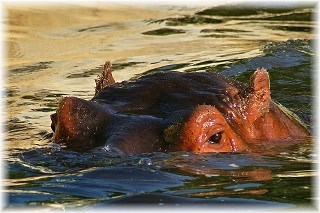 iSimangaliso Wetlands Park day trip from St Lucia
                  South Africa - hippo sightings
