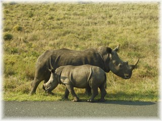 White rhino mother and baby
              photographed on African safari