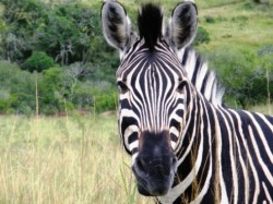 Zebra in iSimangaliso. Wildlife
            Safaris & tours
